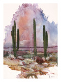 Desert Patterns