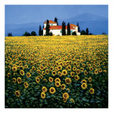 Sunflowers Field