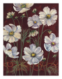 California Cosmos