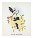 Dorifera Veraguensis