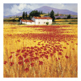 Poppies