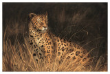 Spotted African Cat