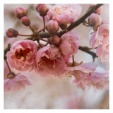Blossom I
