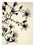 Magnolia IV