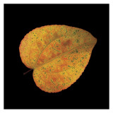 Katsura Leaf on Black