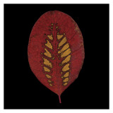 Smokebush Leaf on Black