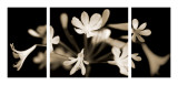 Nightfall Triptych