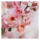 Blossom II