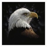 Bald Eagle Portrait