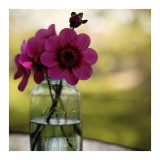Dahlias In A Blue Jar