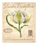 Deirdre Viridiflora