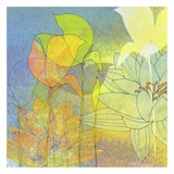 Lily Shadows