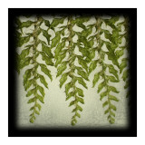 Tassle Fern I