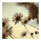 Daisy II