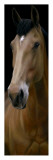 Horse Panel