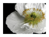 Pollen