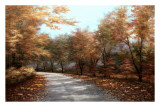 Maple Lane