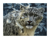 Snow Leopard