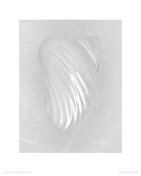 Pearl Silver Mouth Shell - back