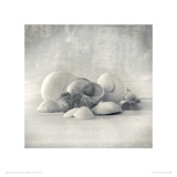 Still Life of Shells II