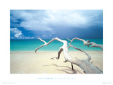 Driftwood  Antigua