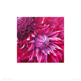 Fabulous Pink Dahlias