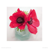 Red Anemones