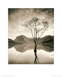 Silver Birch - Buttermere
