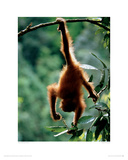 Natural Gymnast