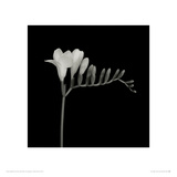 Freesia Right
