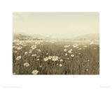 Field of Daisies