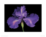 Blue Rainbow Iris