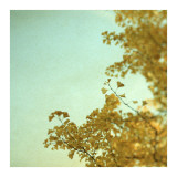 Ginkgo I