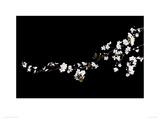 Branch of White Blossom