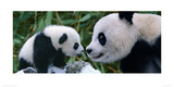 Panda Bear With Cub