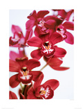Dendrobium Orchids