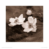 Chocolate Anemone I