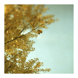 Ginkgo II