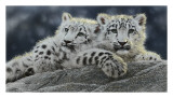 Snow Leopard Cubs