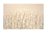 Field Of Starry White Flowers