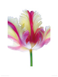 Pass the Dutchie