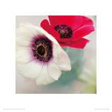 Red and White Anemones