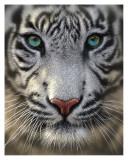 White Tiger