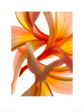 Frangy Tangle