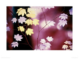 Vine Maple Tree