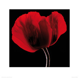 Rich Red Poppy