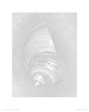 Pearl Silver Mouth Shell - front