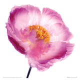 Pink Poppy