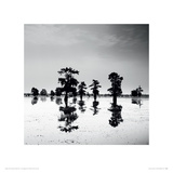 Cypress Swamp V