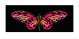Hybrid Birdwing